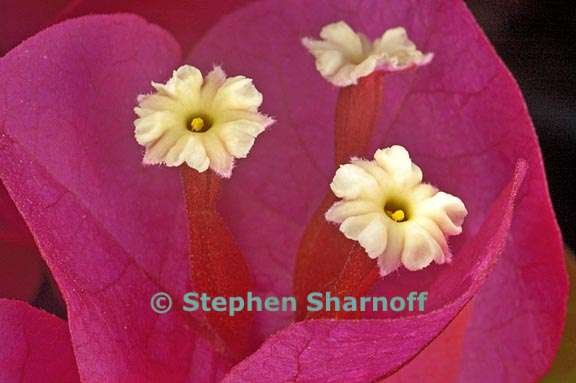 bougainvillea 1 graphic